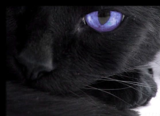 gato con ojos lilas