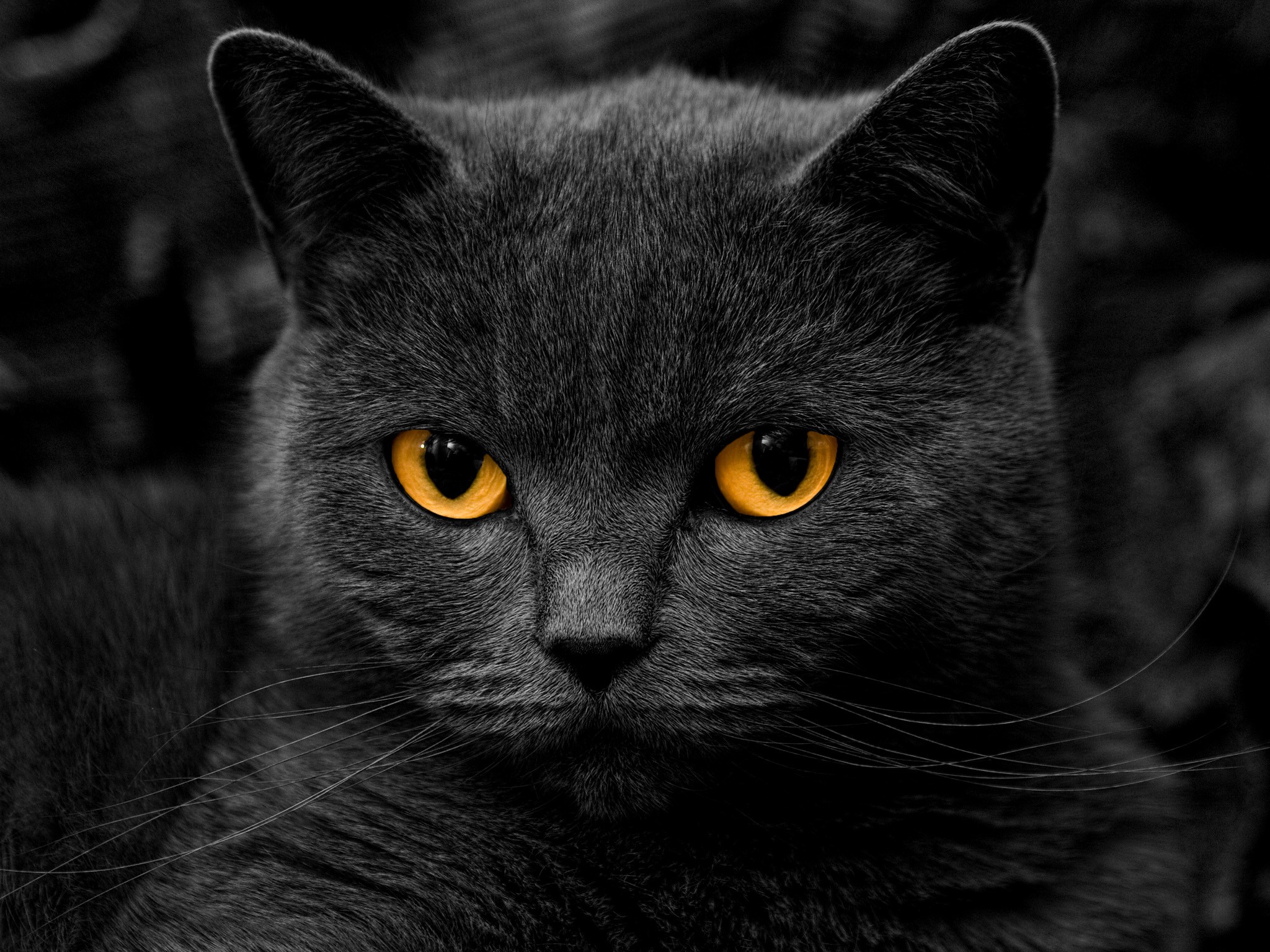 gato con ojos naranjas