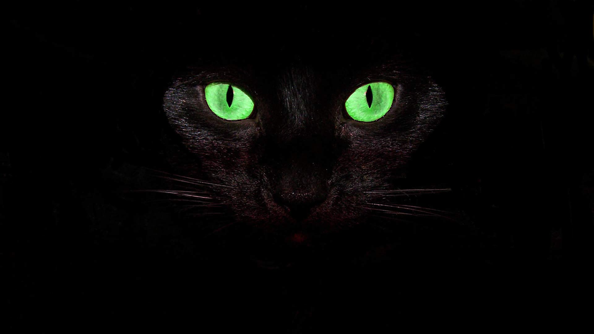gato con ojos verdes